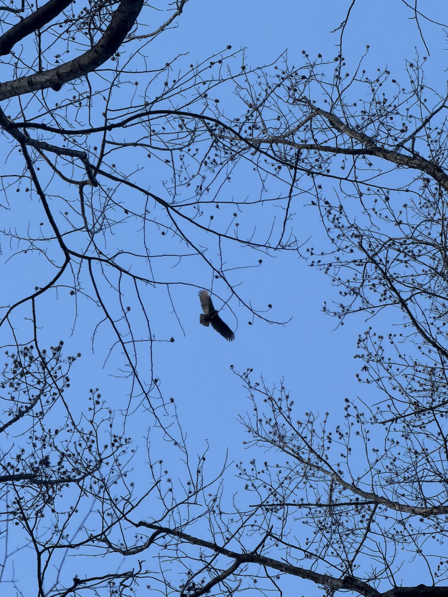 Turkey Vulture - ML646969969