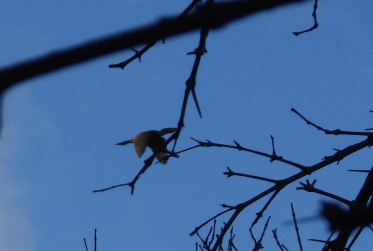 Neotropic Cormorant - ML646969971