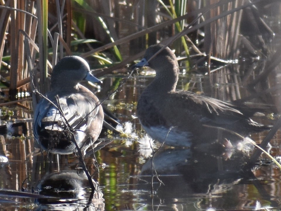 American Wigeon - ML646969991