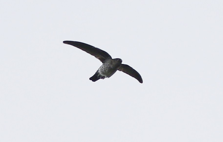 Pygmy Swiftlet - ML646969992