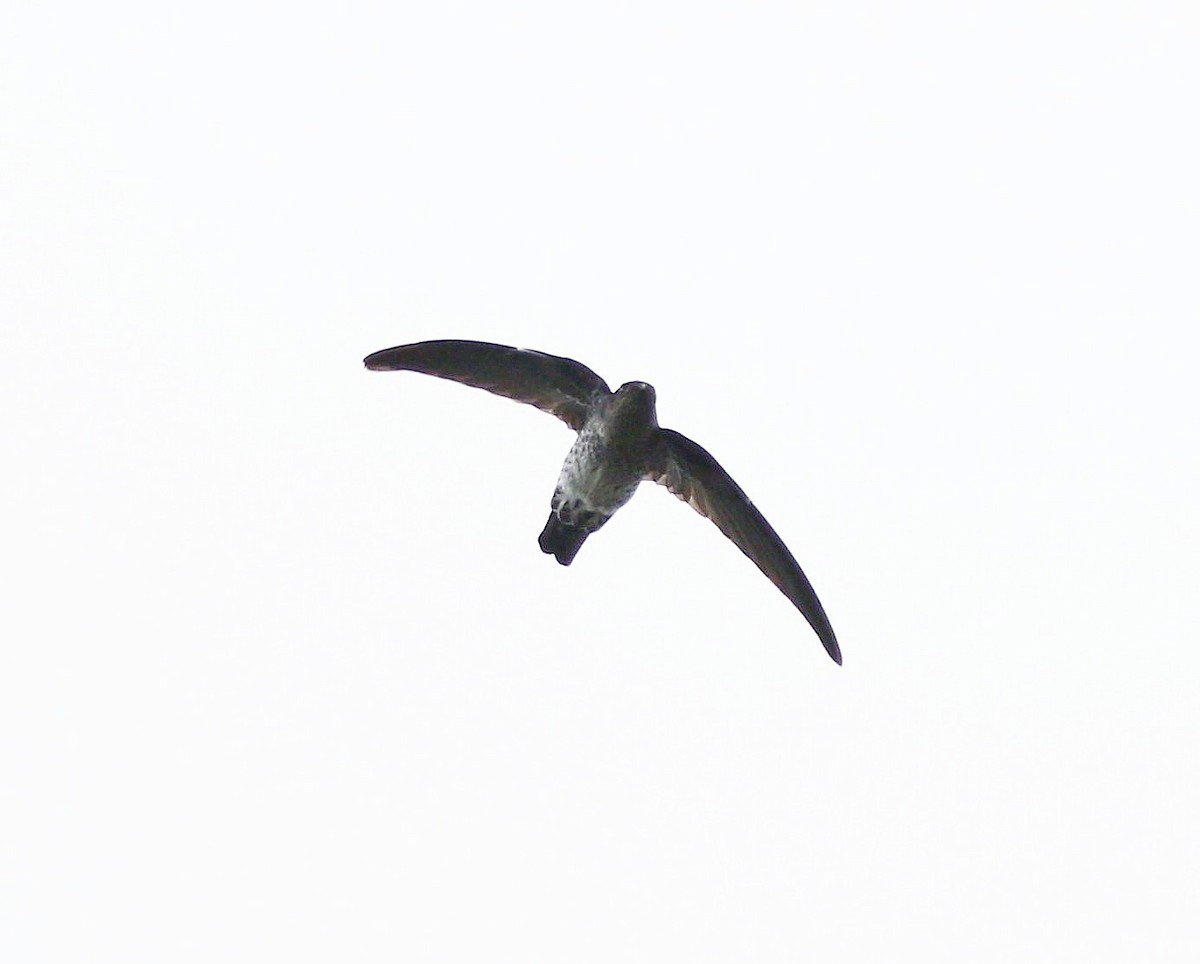 Pygmy Swiftlet - ML646969993
