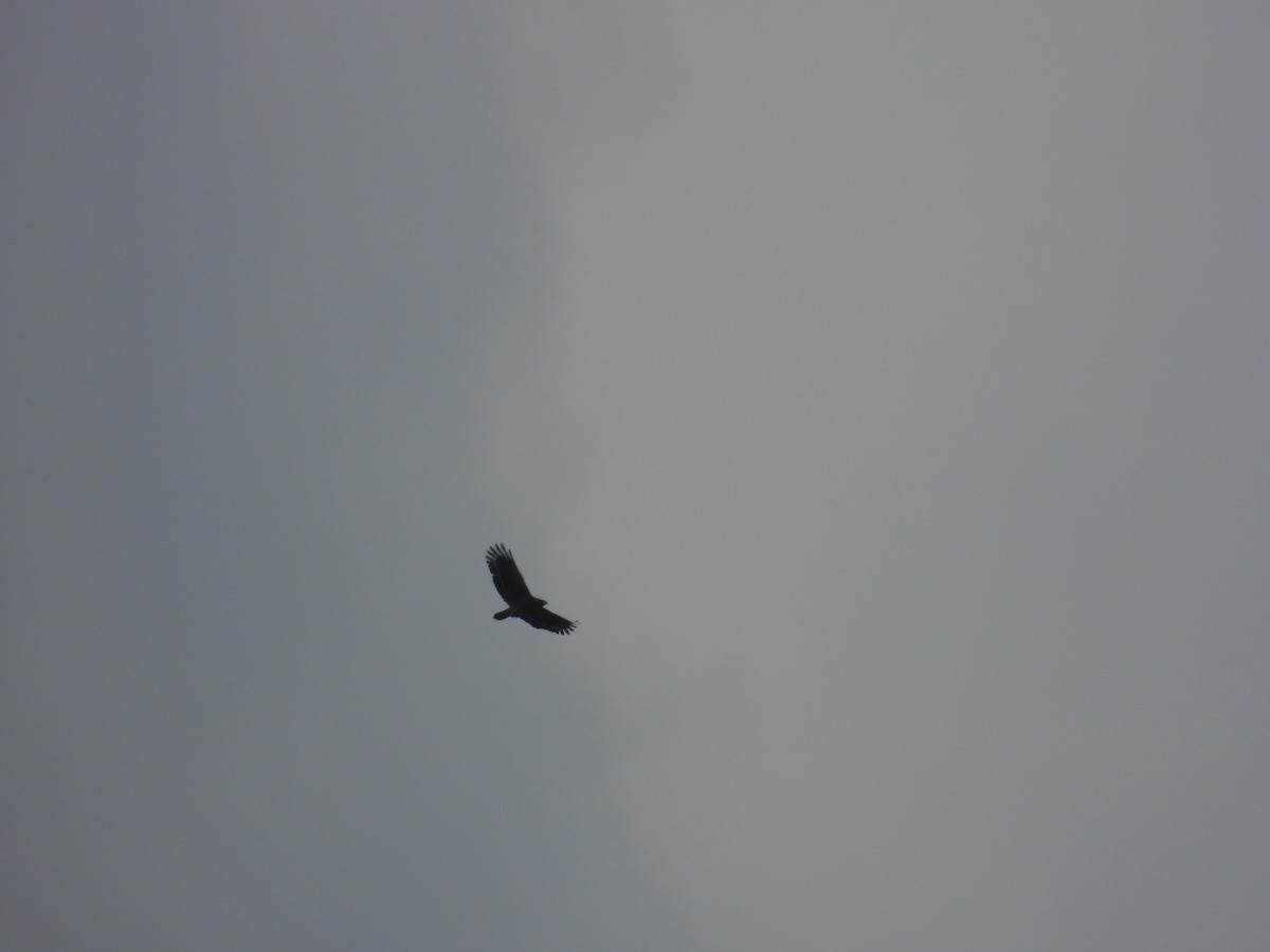 Crested Serpent-Eagle - ML646969998