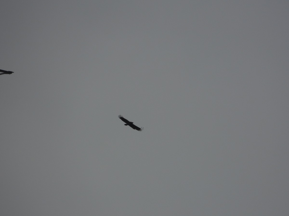 Crested Serpent-Eagle - ML646969999