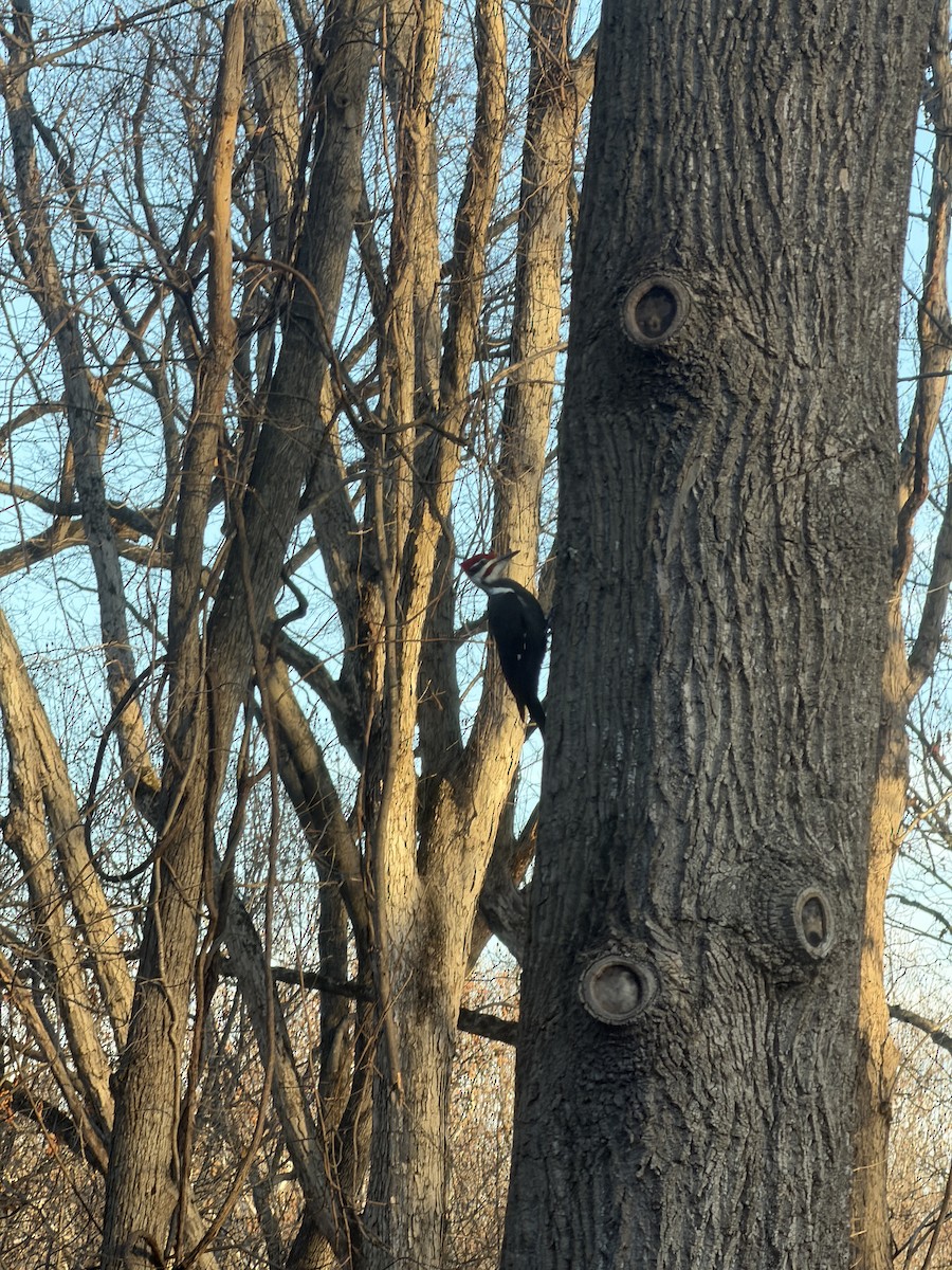 Pileated Woodpecker - ML646970003