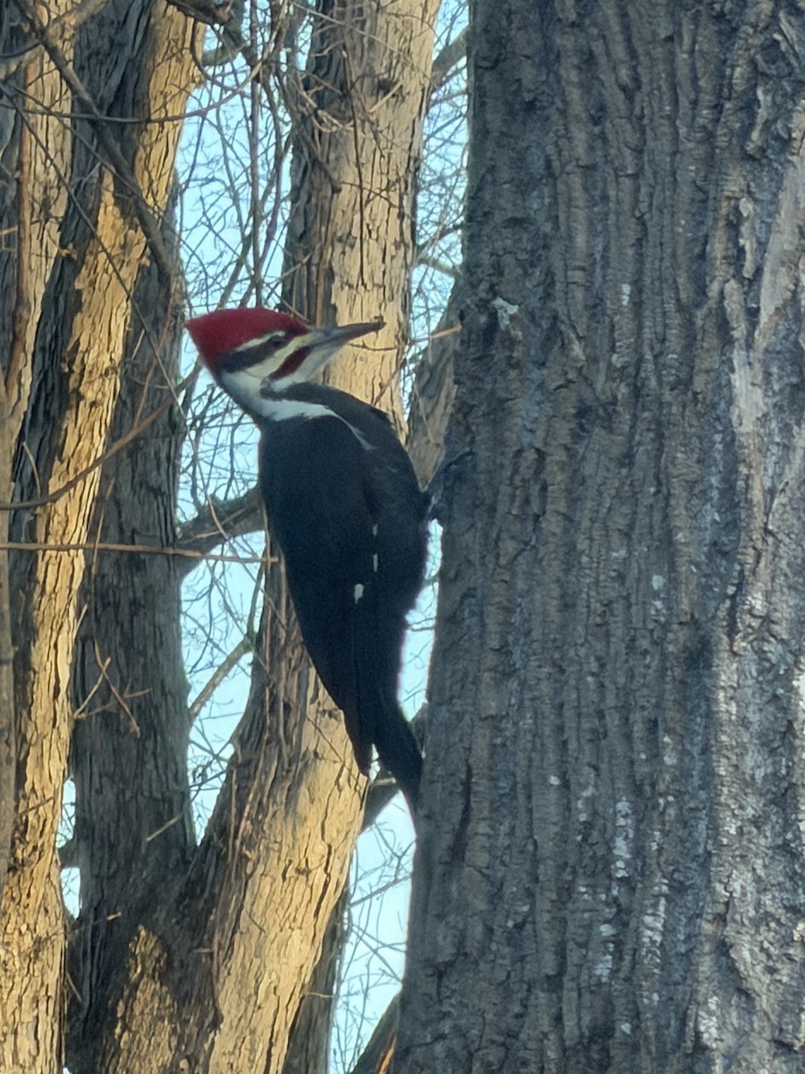 Pileated Woodpecker - ML646970004