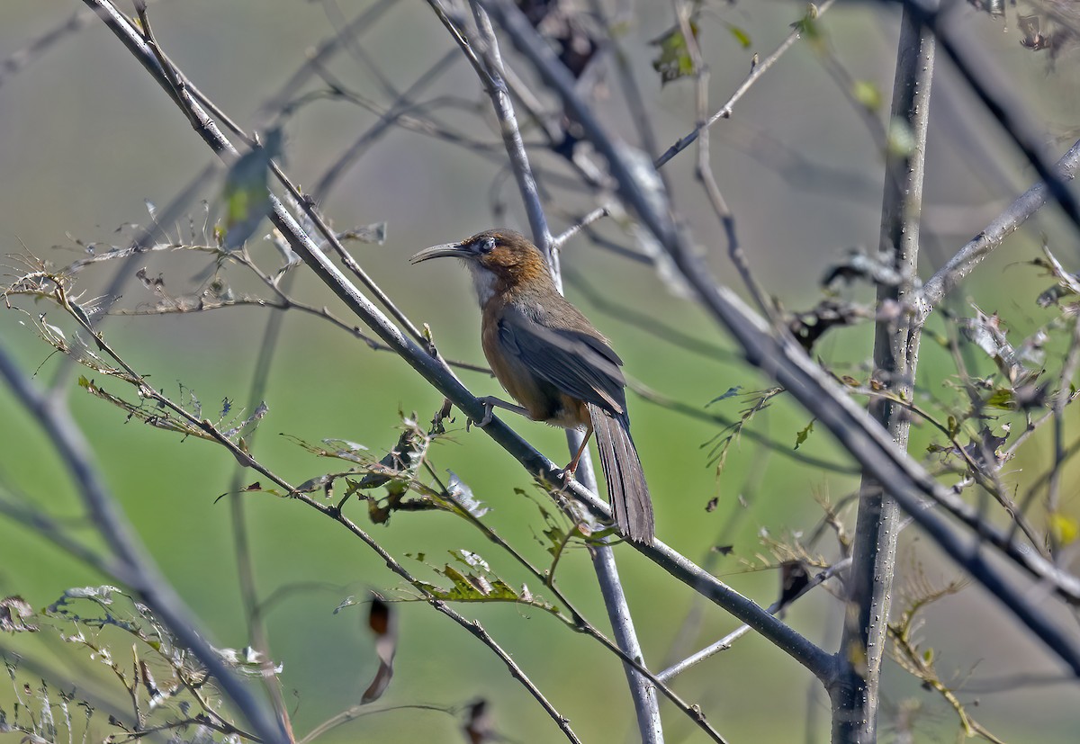 Rusty-cheeked Scimitar-Babbler - ML646970008