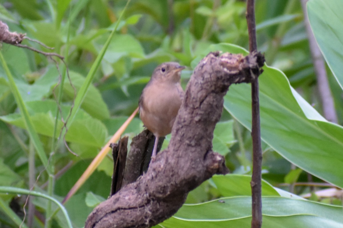 Southern House Wren - ML646970009