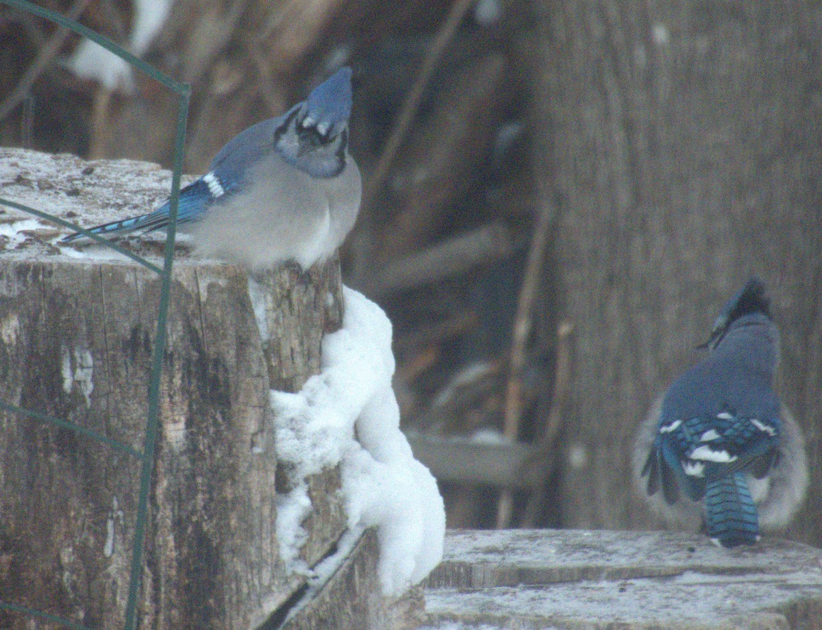 Blue Jay - ML646970014