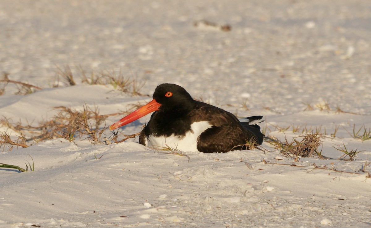 Itsas mika amerikarra - ML646970015