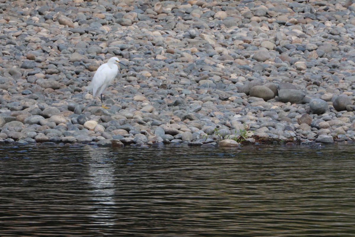 Snowy Egret - ML646970016