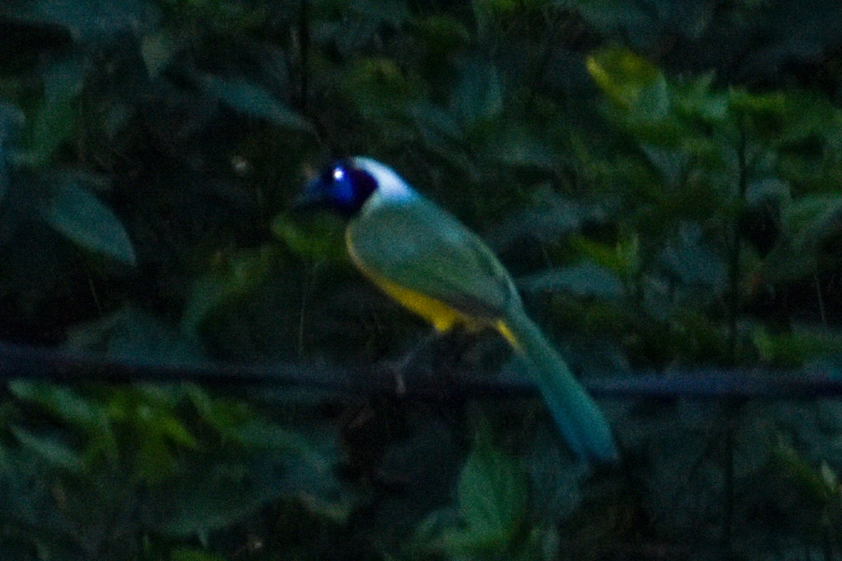 Пая зелена - ML646970017