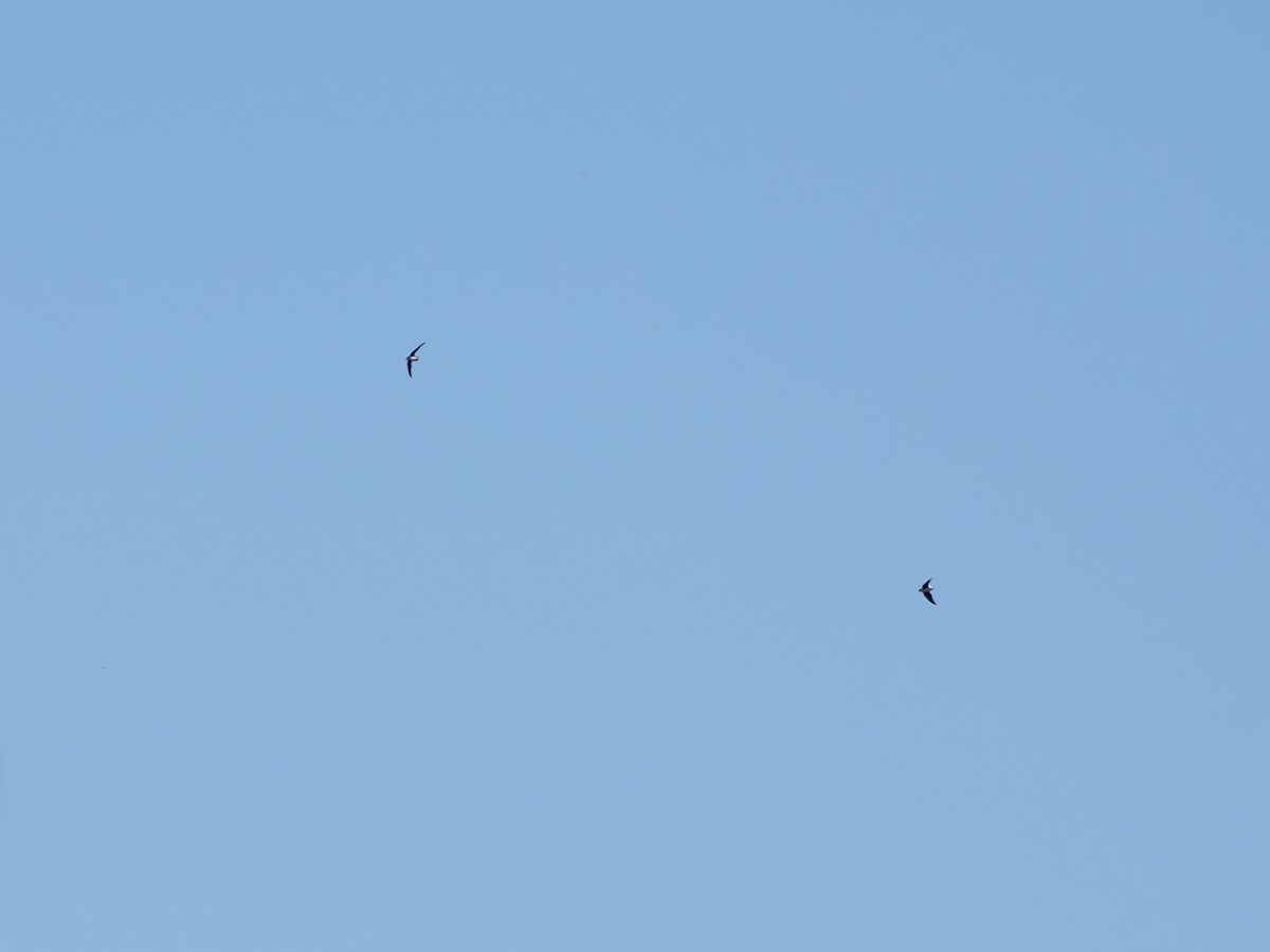 Голкохвіст ангольський - ML646970018