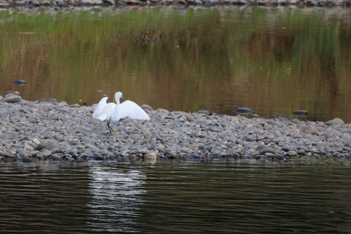 Snowy Egret - ML646970021