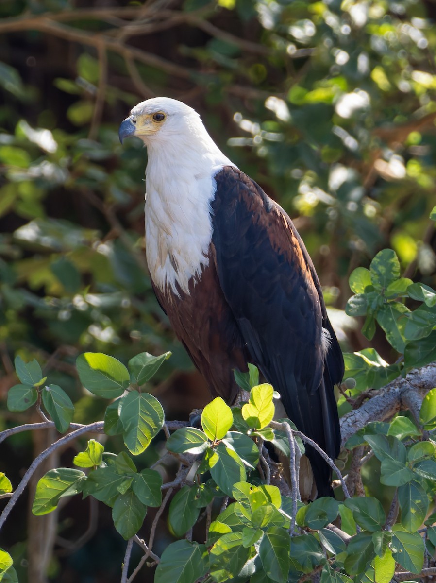 flodørn - ML646970022