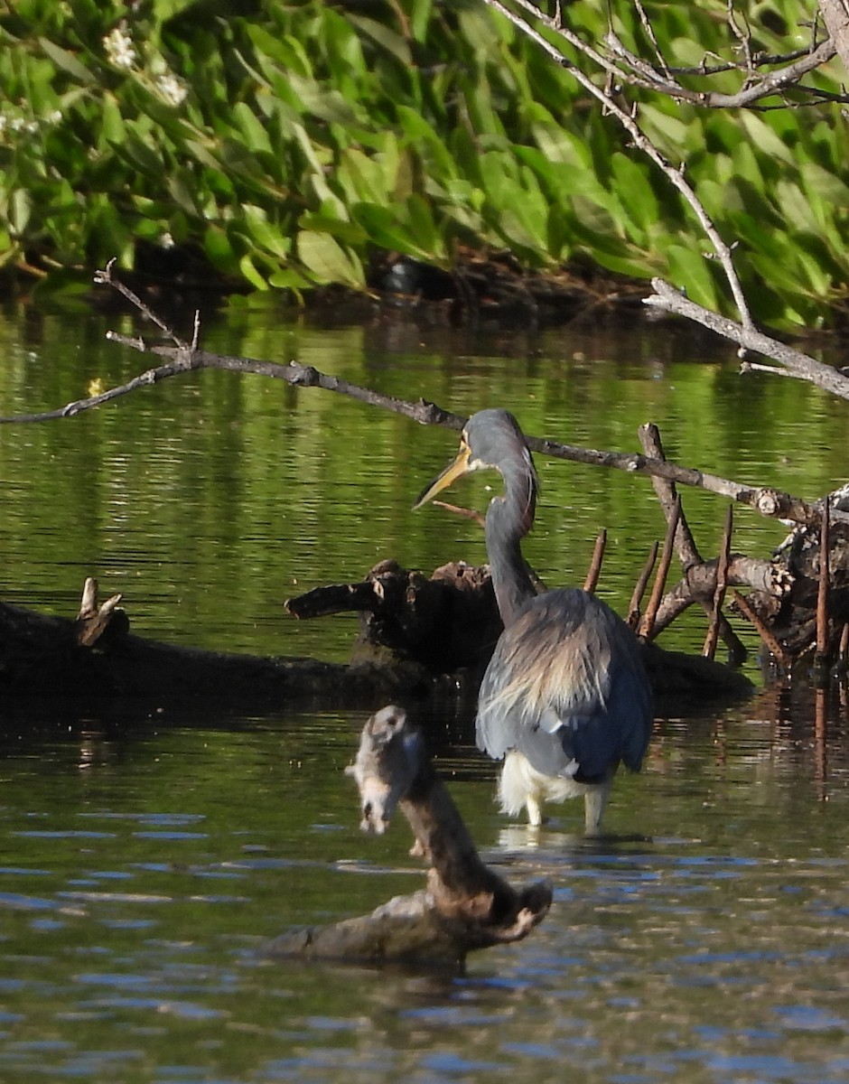 Tricolored Heron - ML646970025