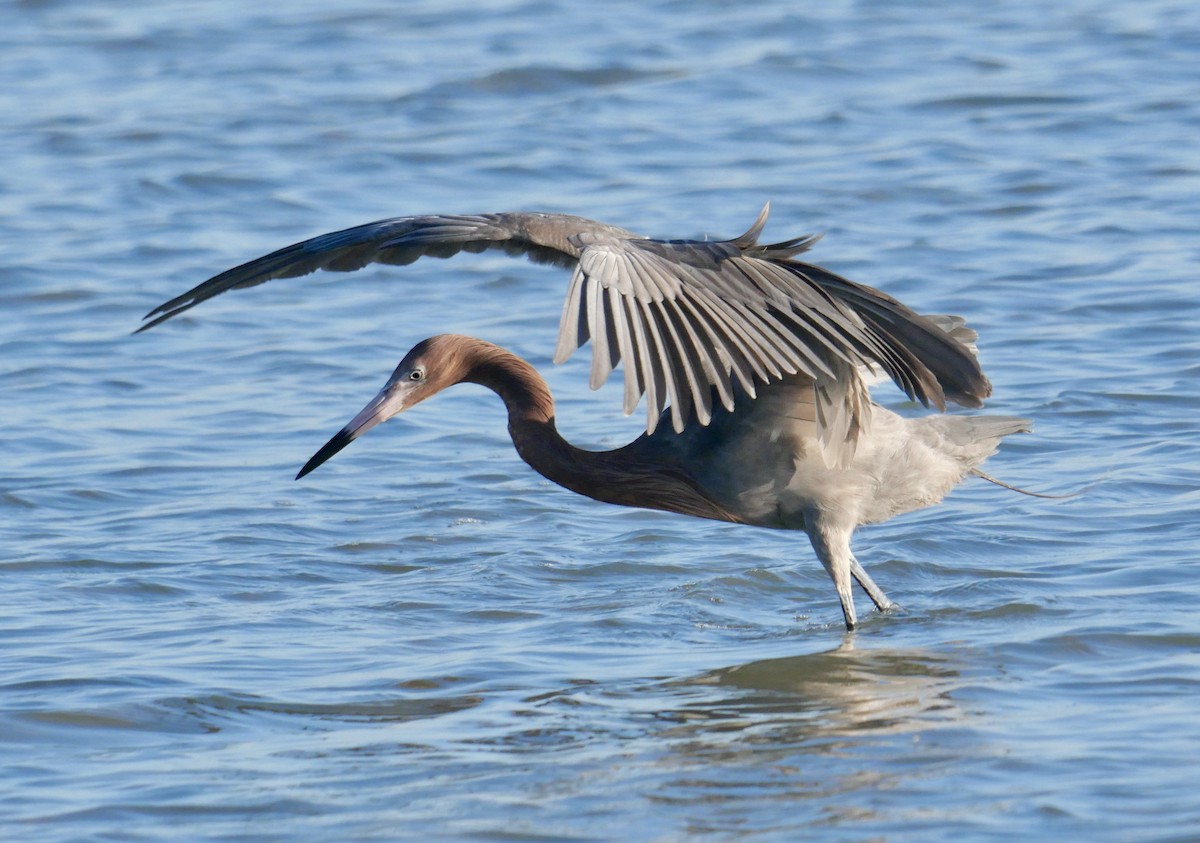 Reddish Egret - ML646970028