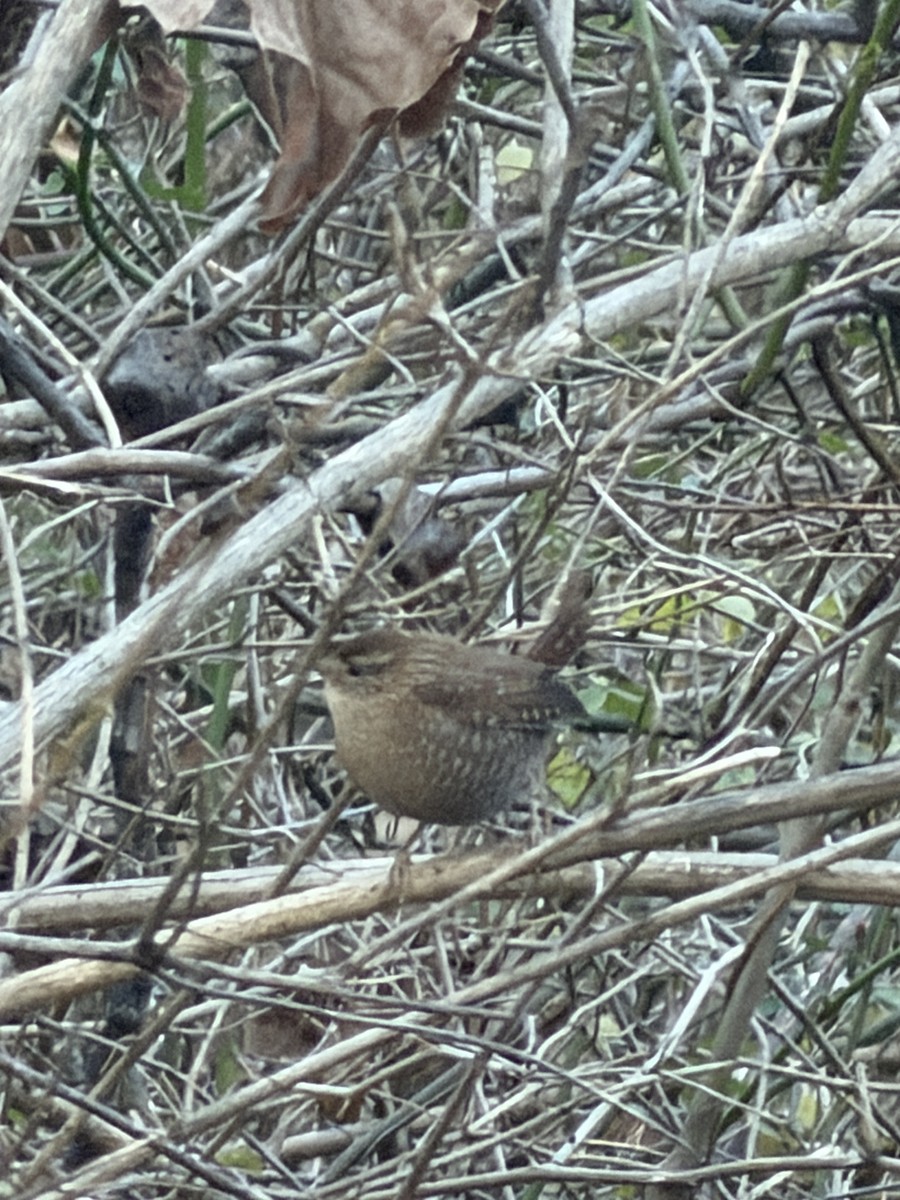 střízlík kanadský - ML646970029