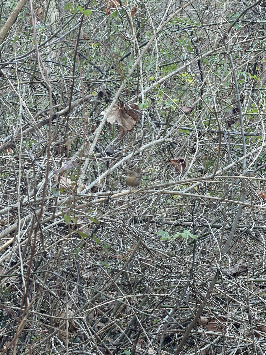 střízlík kanadský - ML646970030