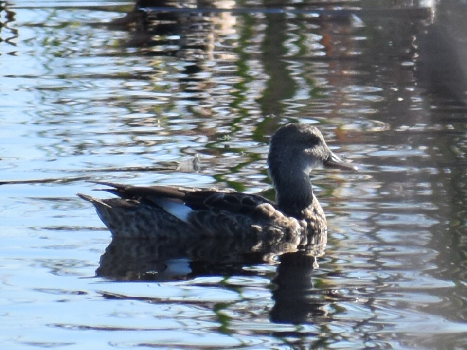 Gadwall - ML646970035