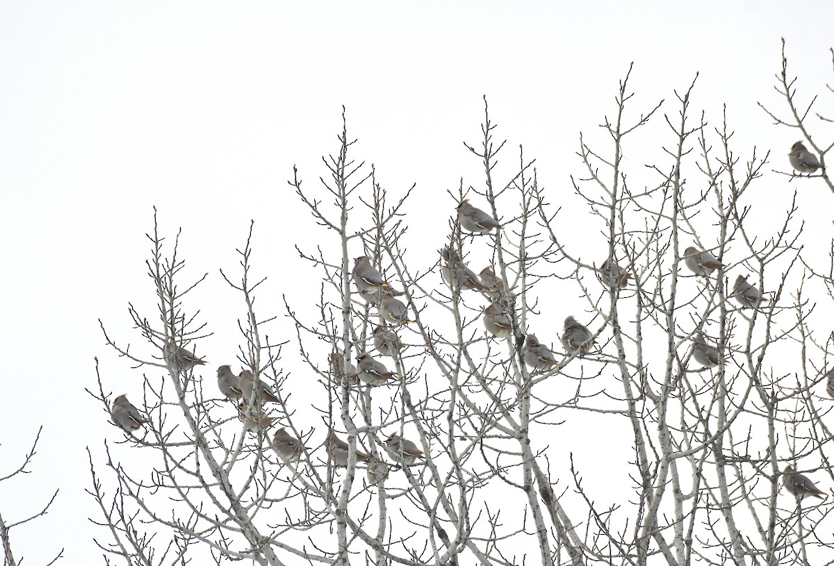 Bohemian Waxwing - ML646970037