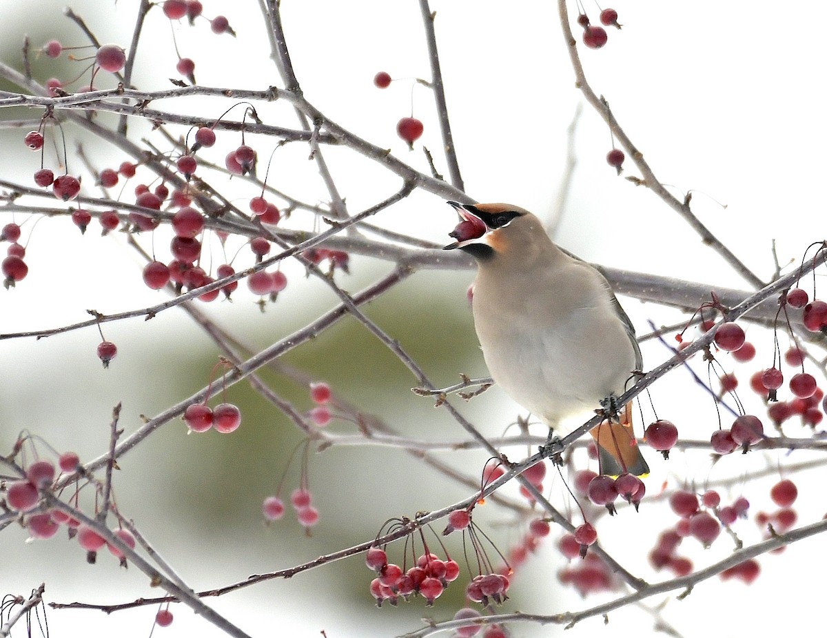 Bohemian Waxwing - ML646970038