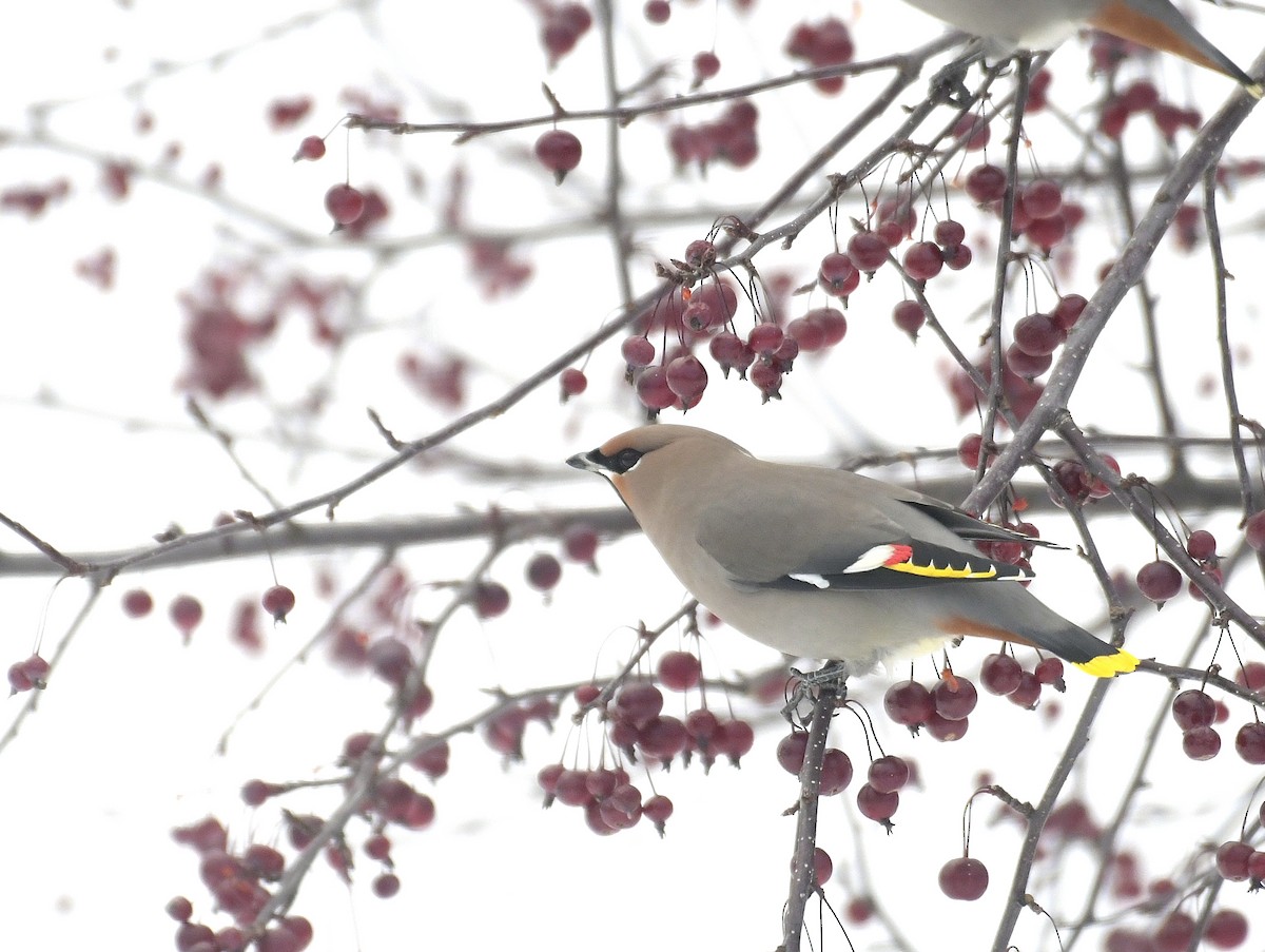 Bohemian Waxwing - ML646970039