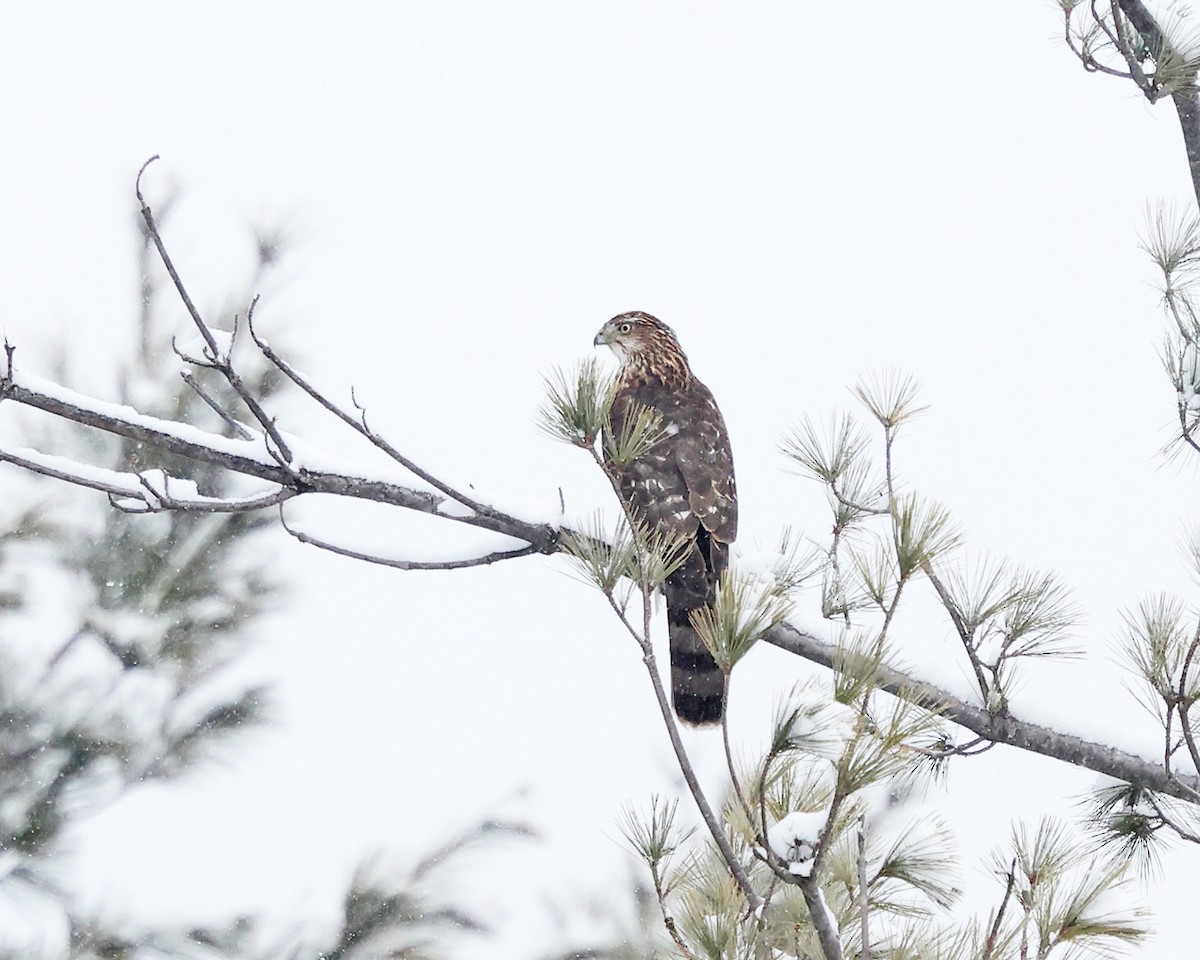 Épervier de Cooper - ML646970044