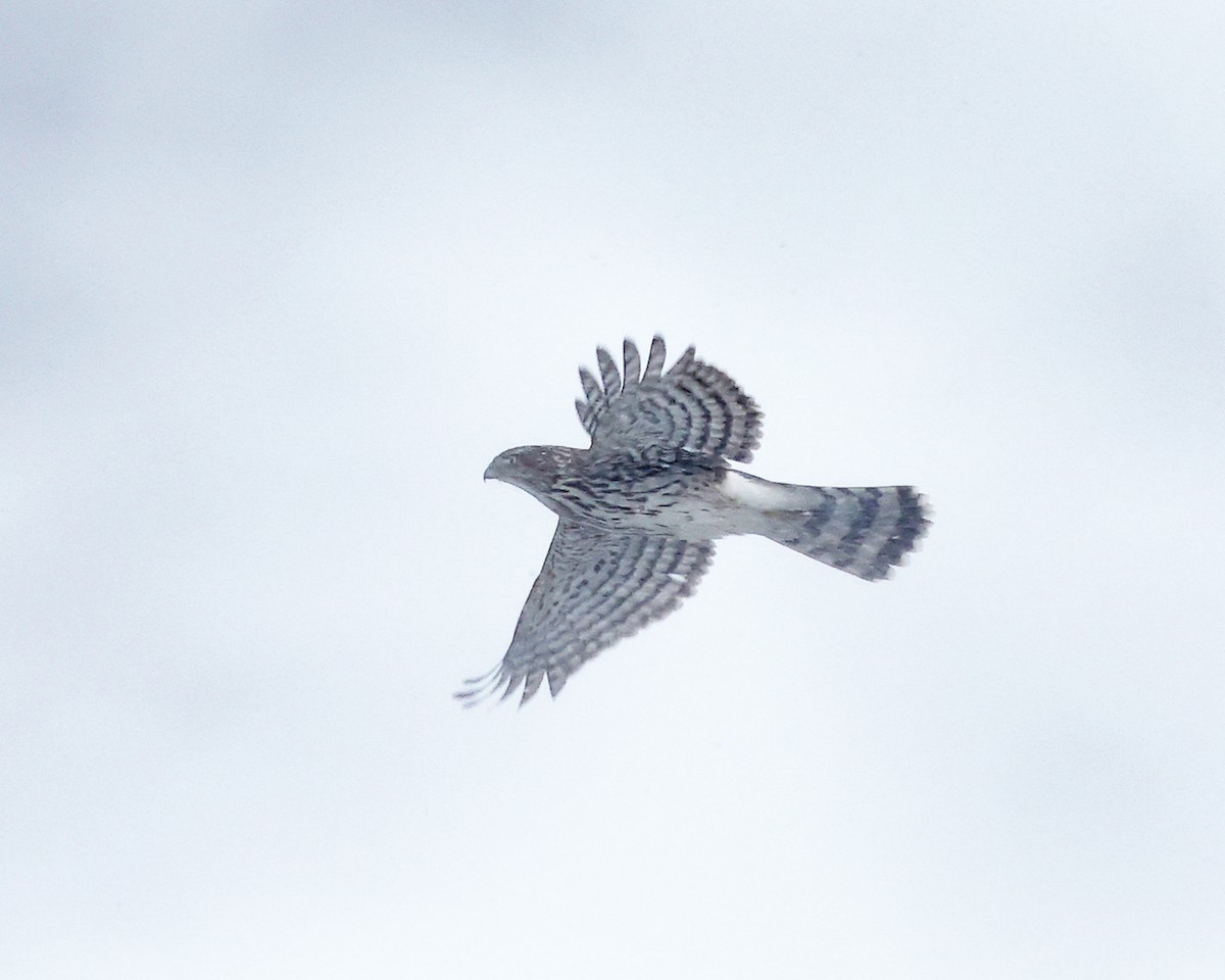 Épervier de Cooper - ML646970047