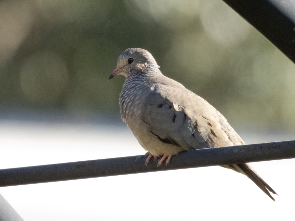 Serçe Kumrusu - ML646970052