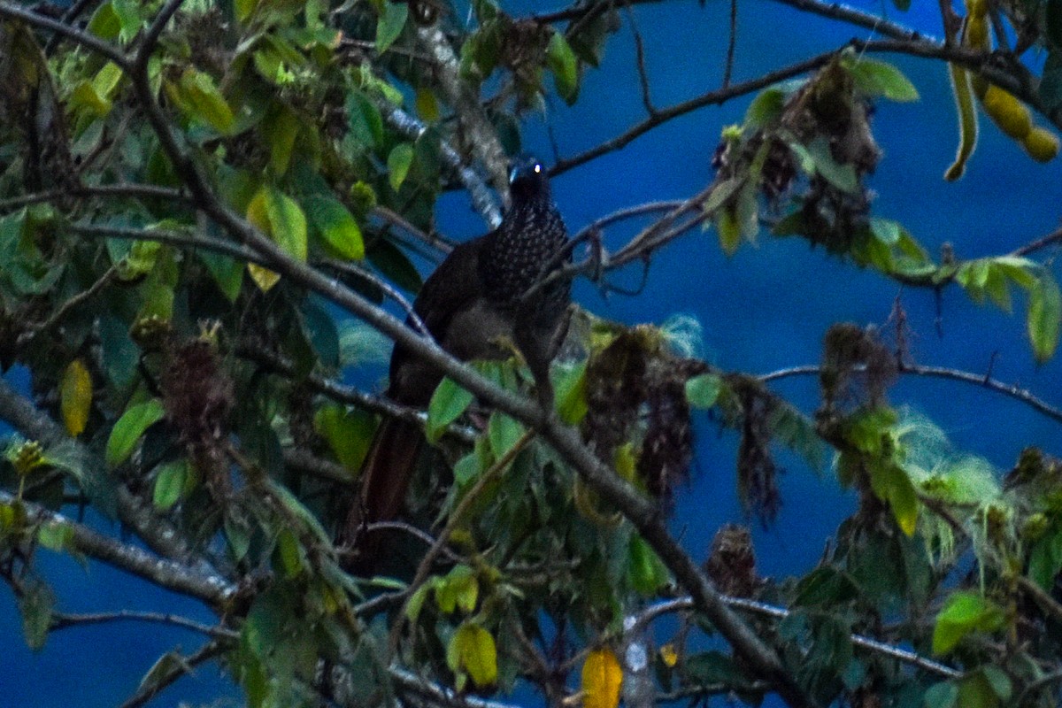 Чачалака цяткована - ML646970057