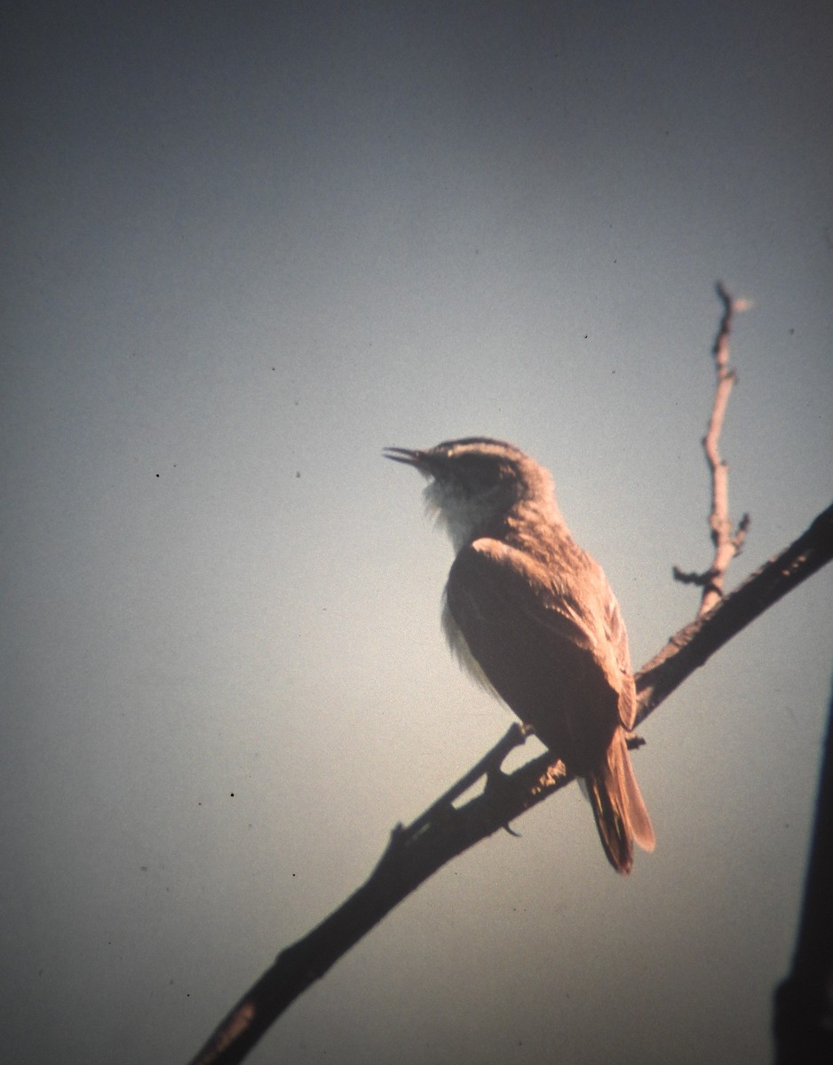 rákosník proužkovaný - ML646970060