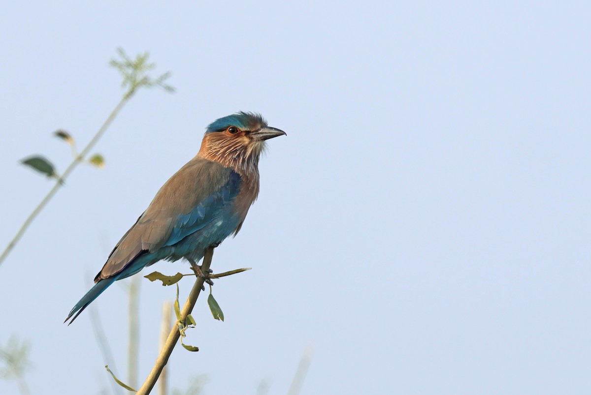 Сиворакша бенгальська - ML646970062