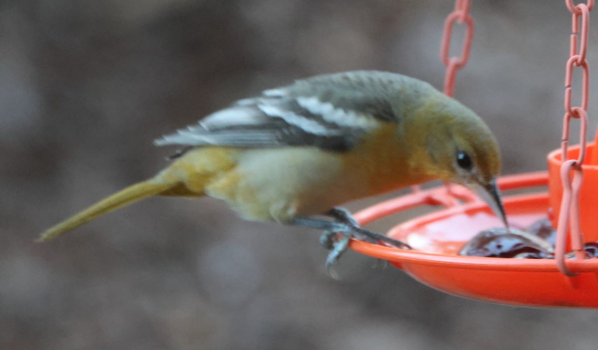 Baltimore Oriole - ML646970063