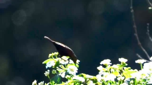 Copper Sunbird - ML646970064