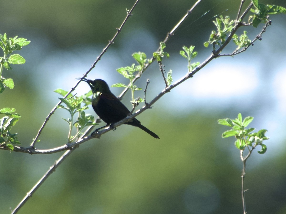 Copper Sunbird - ML646970065