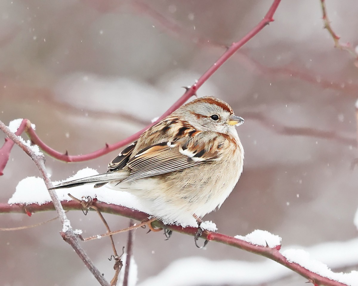 Bruant hudsonien - ML646970069