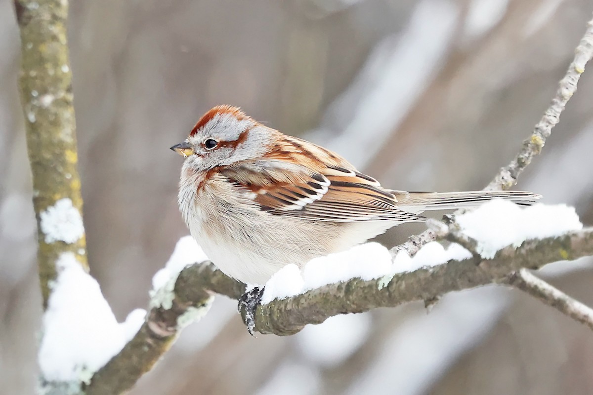 Bruant hudsonien - ML646970070