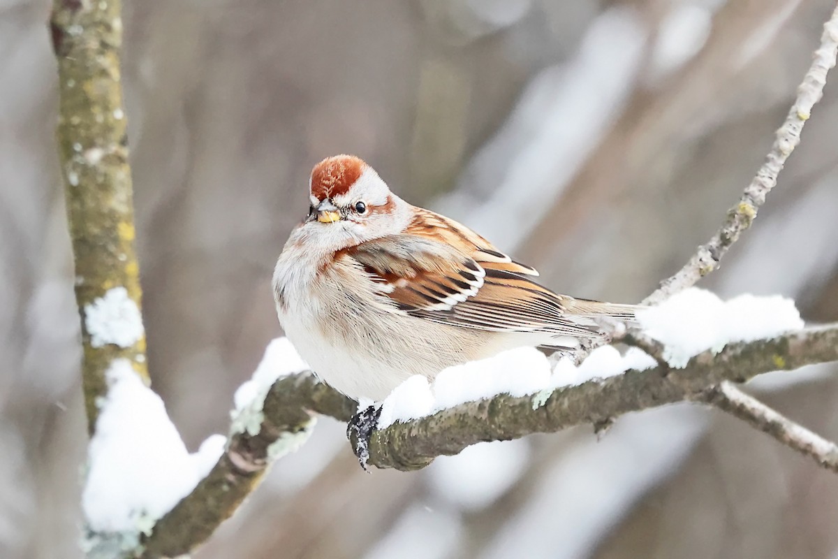 Bruant hudsonien - ML646970071