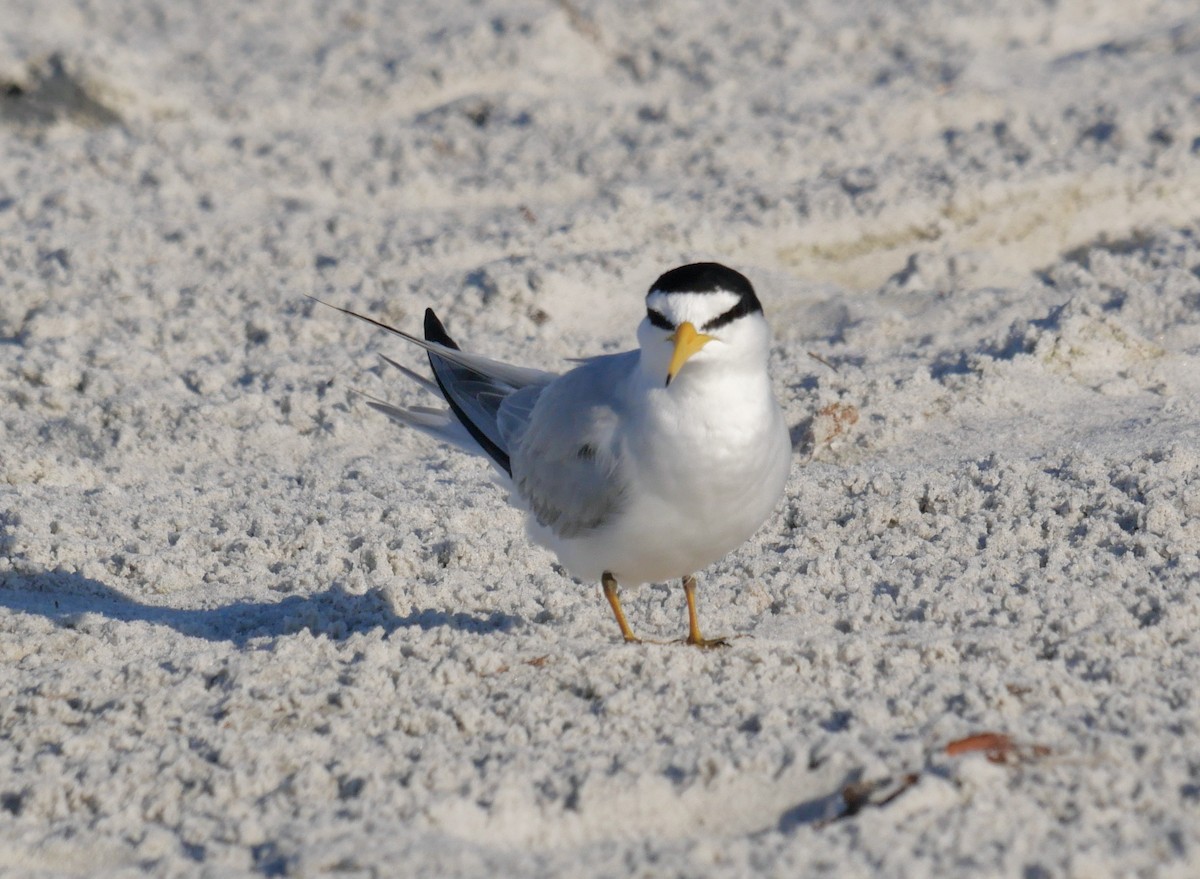 Txenadatxo antillarra - ML646970074