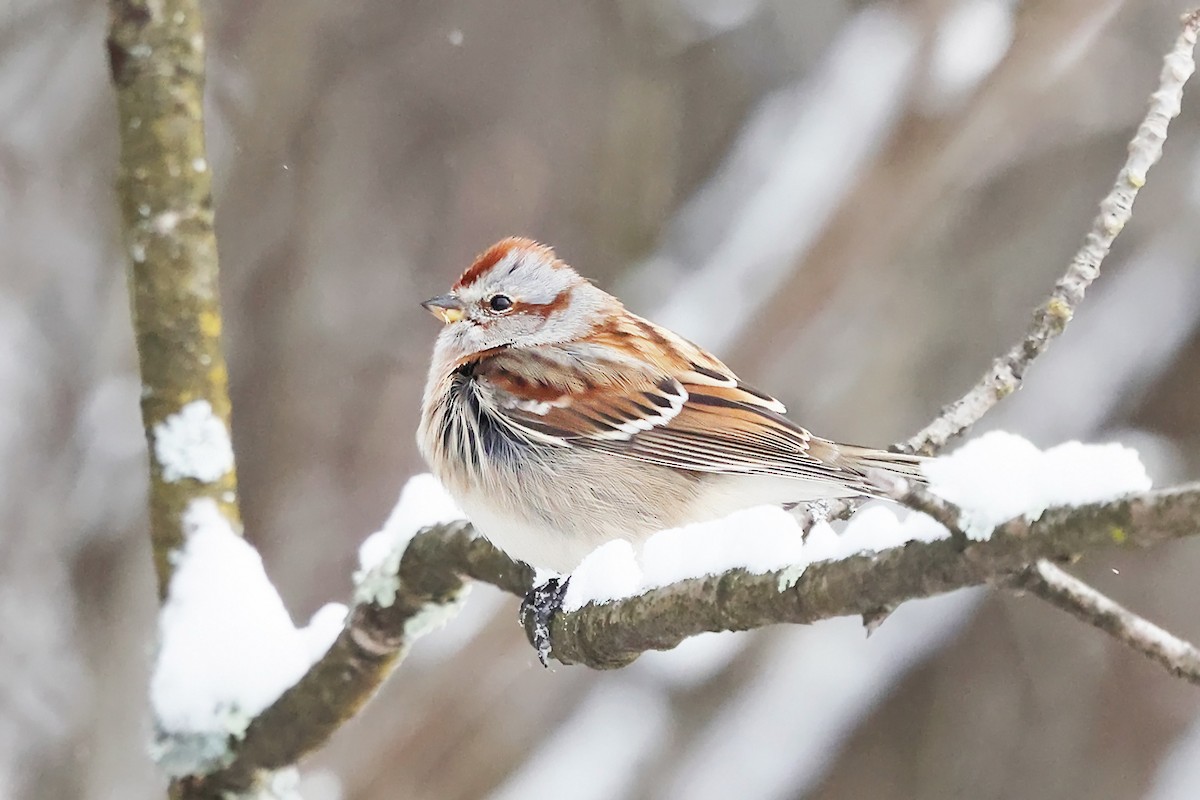 Bruant hudsonien - ML646970077