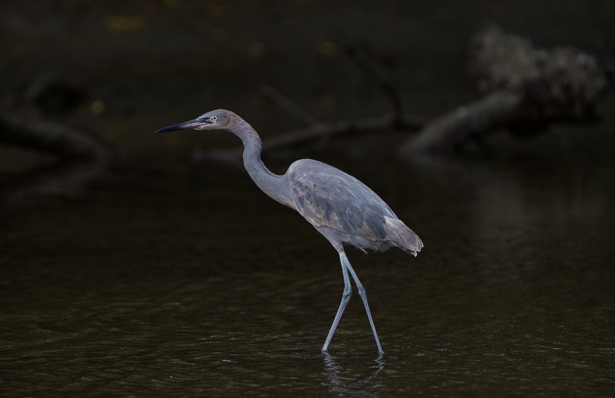 Reddish Egret - ML646970080
