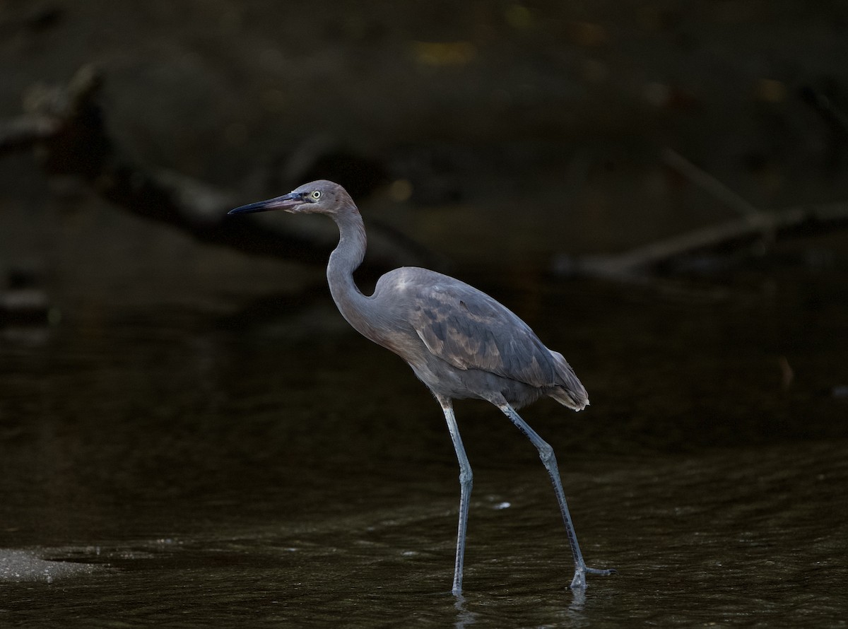 Reddish Egret - ML646970081