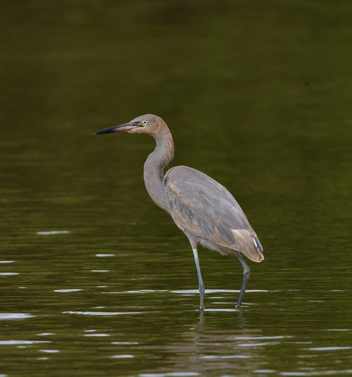 Reddish Egret - ML646970082