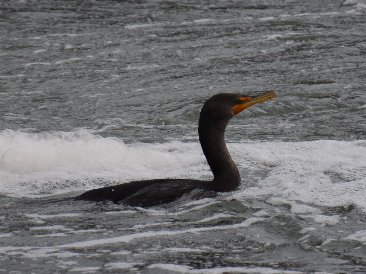 Double-crested Cormorant - ML646970085