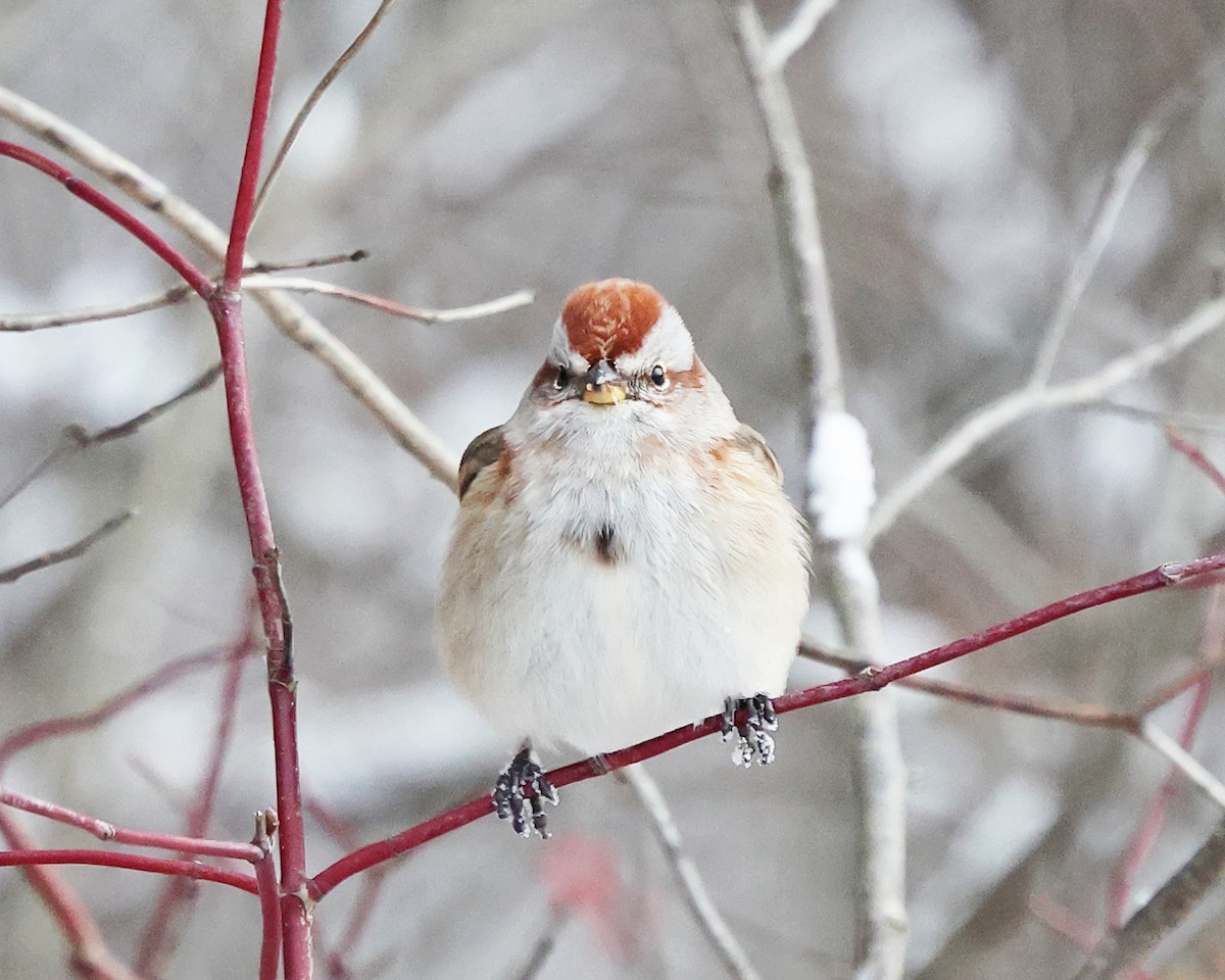 Bruant hudsonien - ML646970086