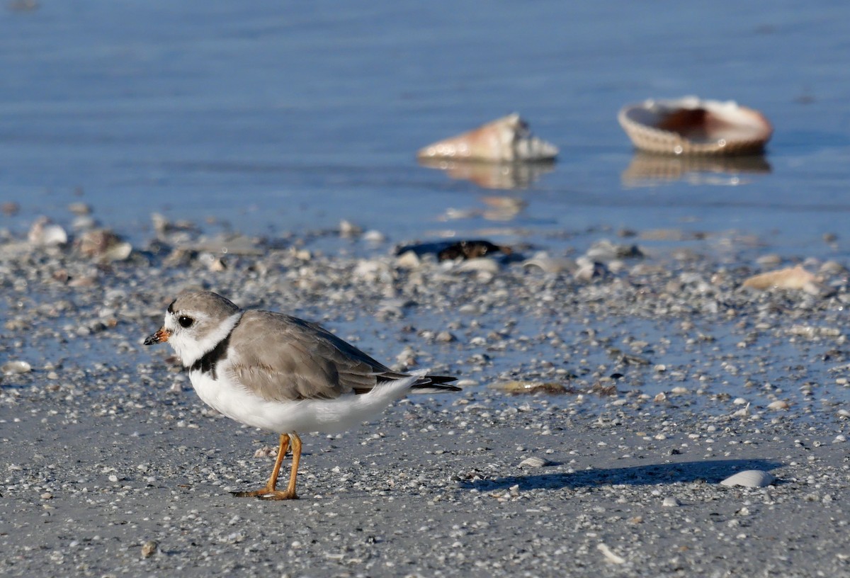 Piping Plover - ML646970098