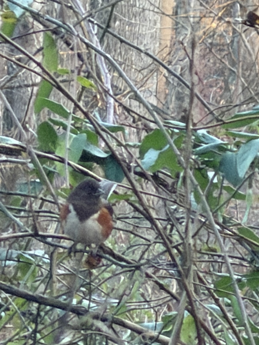 Eastern Towhee - ML646970099