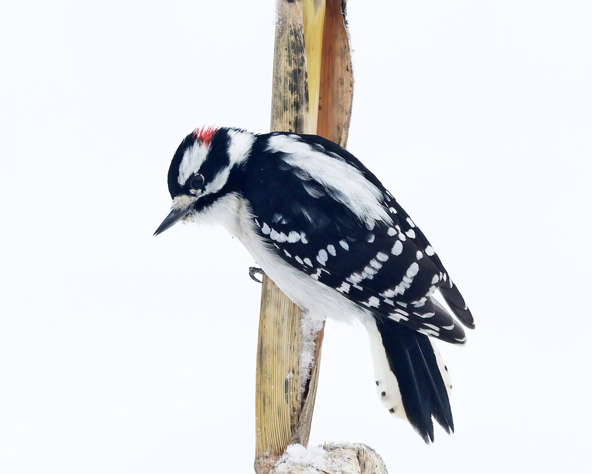 Pic mineur - ML646970100