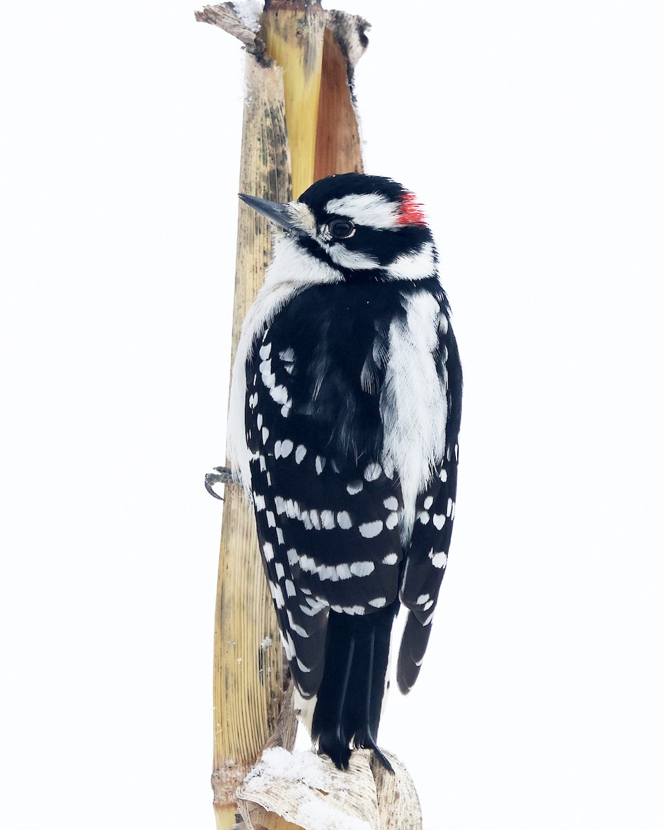 Pic mineur - ML646970103