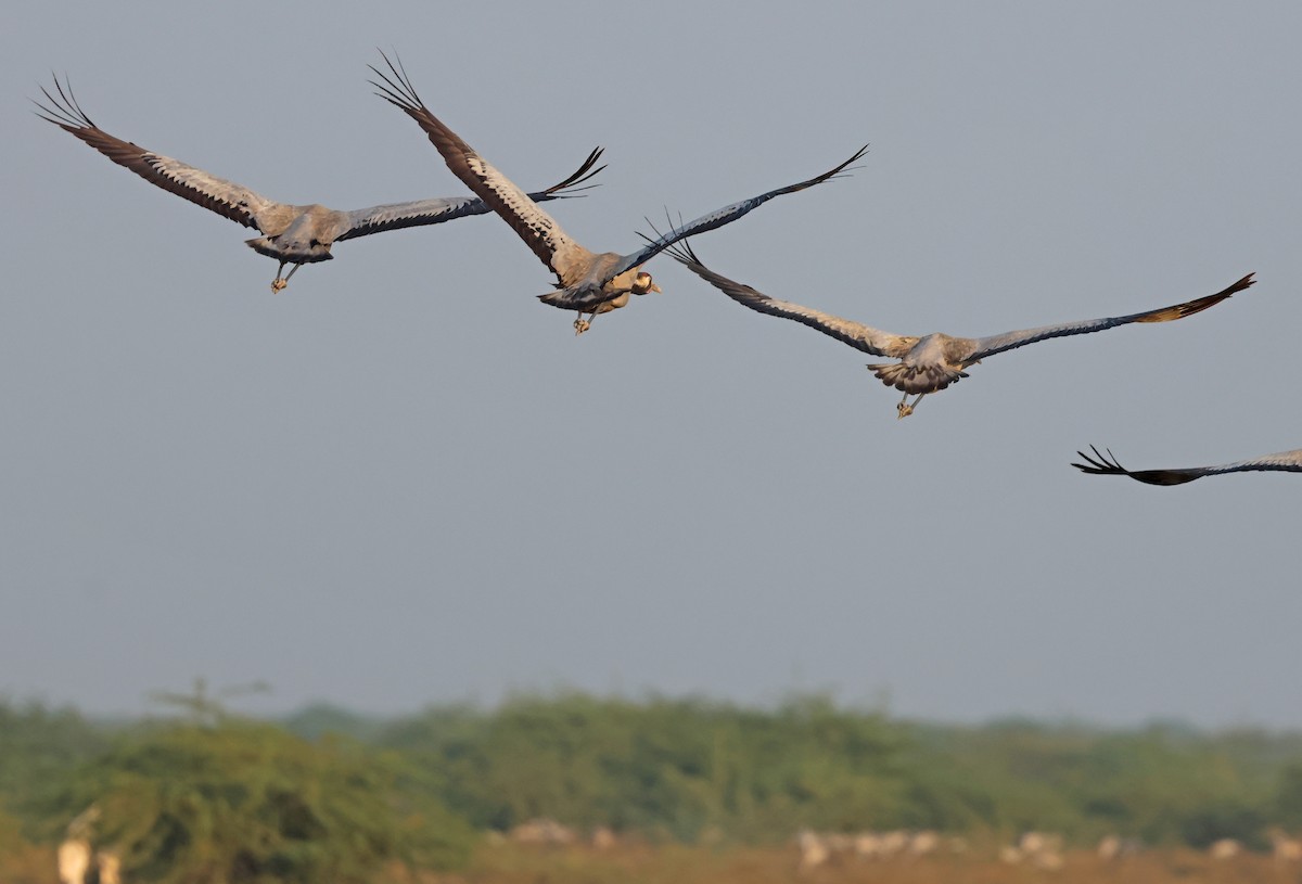 Журавель сірий - ML646970104